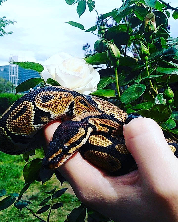 Diablo a rejoint le concours — aidez-le/la à gagner de superbes lots ! boa, boa_constrictor, burmese_python, python, python_family, reptile, rock_python, scaled_reptile, serpent, snake, wildlife
