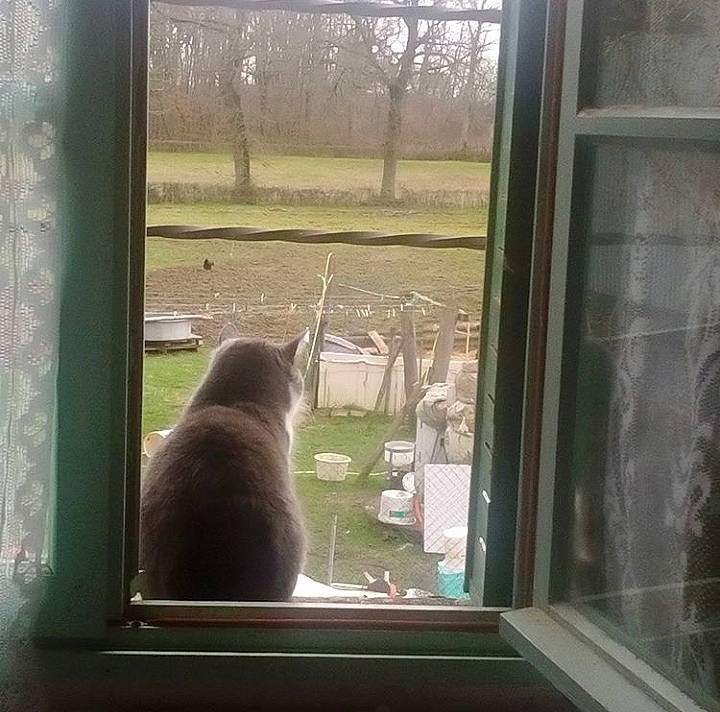 Mitaine a rejoint le concours — aidez-le/la à gagner de superbes lots ! cat, felidae, glass, interior_design, tree, whiskers, wildlife, window, zoo