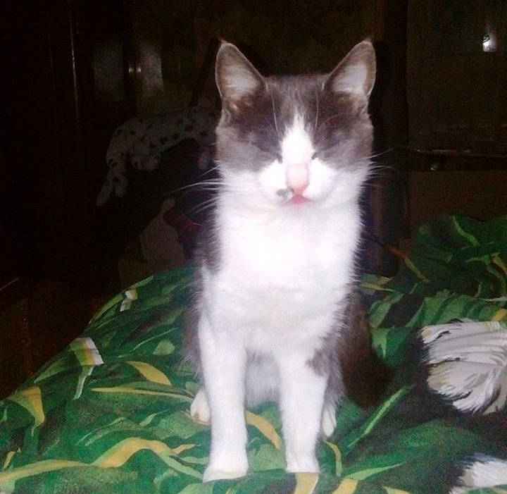 Mitaine a rejoint le concours — aidez-le/la à gagner de superbes lots ! aegean_cat, carnivore, cat, domestic_short_haired_cat, felidae, kitten, mammal, norwegian_forest_cat, plant, polydactyl_cat, small_to_medium_sized_cats, tail, turkish_angora, vertebrate, whiskers