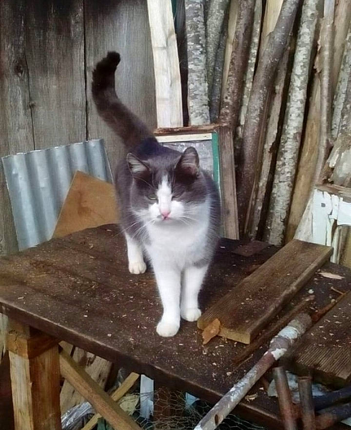 Mitaine participe au concours pour gagner de l'argent avec cette photo : aegean_cat, american_wirehair, asian, carnivore, cat, domestic_short_haired_cat, european_shorthair, felidae, kitten, mammal, ojos_azules, polydactyl_cat, small_to_medium_sized_cats, tail, whiskers