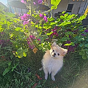 Roxie is registered to the contest to win money with this photo: puppy, dog, fluffy, white_fur, outdoor, garden, flowers, pink_flowers, greenery, plants, grass, sunlight, portrait, cute, head_tilt, standing, animal, pet, backyard, nature