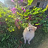puppy, dog, fluffy, white_fur, outdoor, garden, flowers, pink_flowers, greenery, plants, grass, sunlight, portrait, cute, head_tilt, standing, animal, pet, backyard, nature