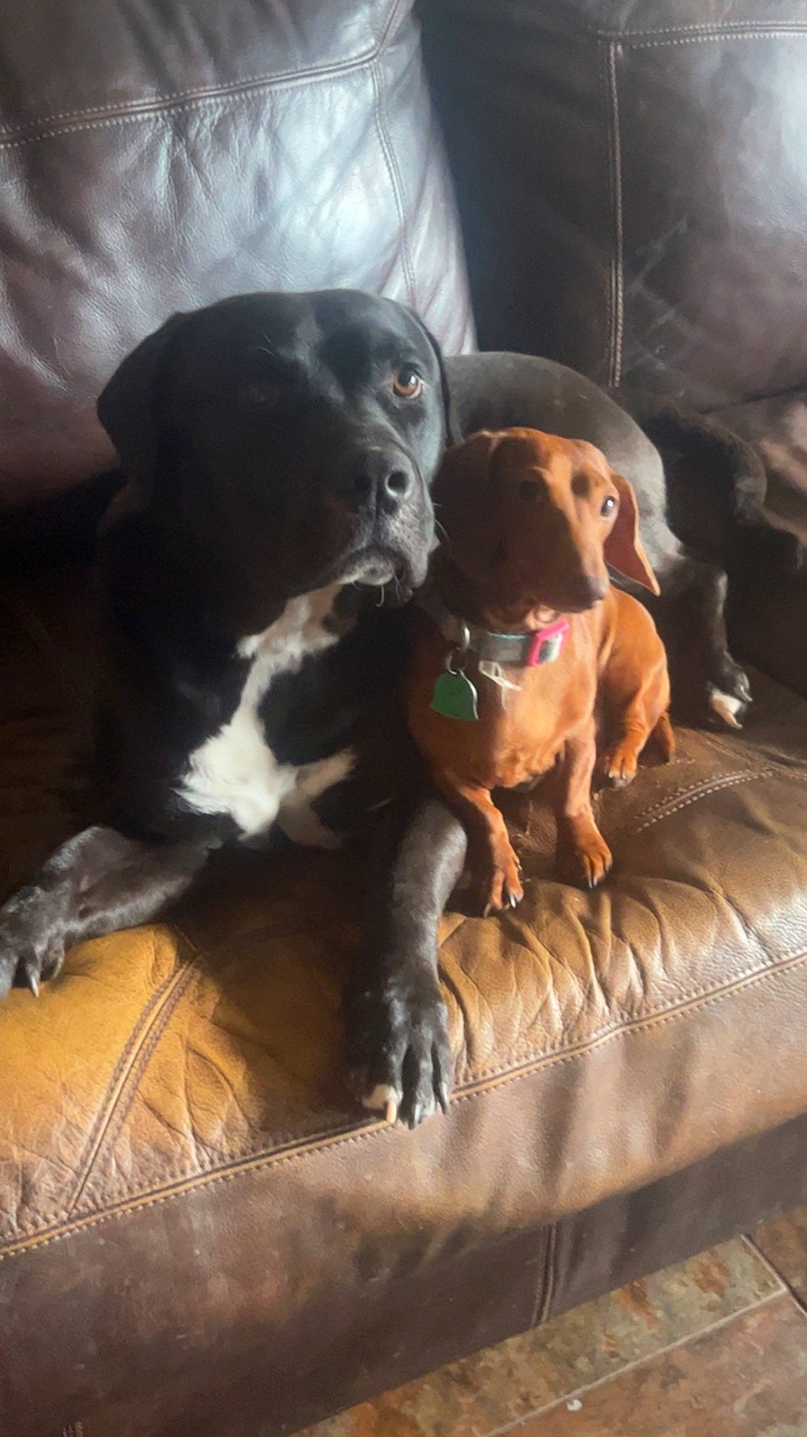 Draco joined the competition — help win amazing prizes! canidae, carnivore, collar, comfort, companion_dog, dog, dog_breed, dog_collar, dog_supply, fawn, fur, guard_dog, gun_dog, liver, pet_supply, snout, sporting_group, whiskers, working_animal, working_dog