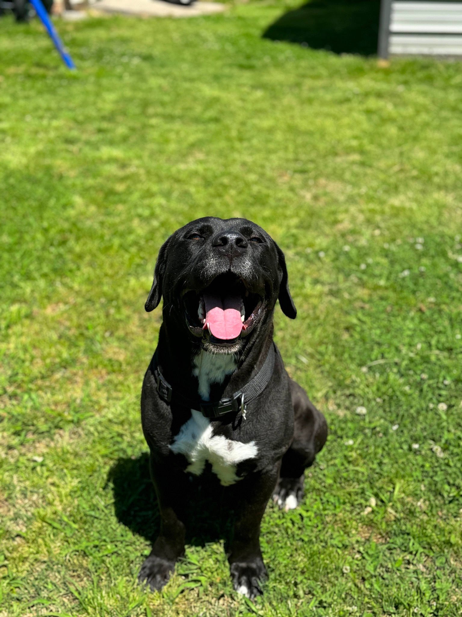 Draco joined the competition — help win amazing prizes! borador, canidae, carnivore, companion_dog, dog, dog_breed, dog_collar, grass, gun_dog, hunting_dog, lawn, liver, non_sporting_group, plant, snout, sporting_group, terrestrial_animal, working_animal, working_dog