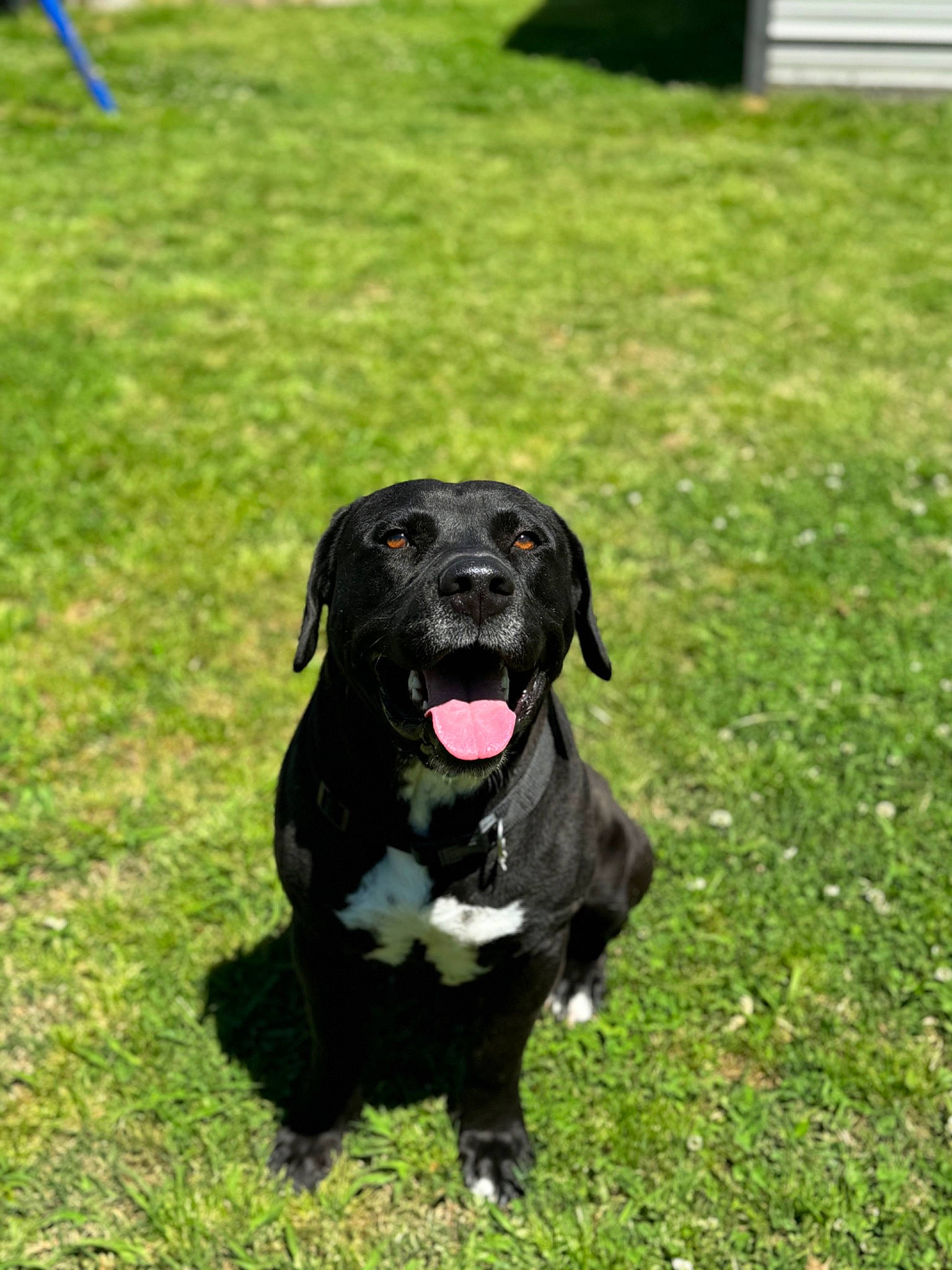 Draco is registered to the contest to win money with this photo: borador, canidae, carnivore, collar, companion_dog, dog, dog_breed, dog_collar, dog_supply, event, grass, gun_dog, lawn, retriever, snout, sporting_group, tail, terrestrial_animal, wheel, working_animal