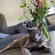 Simba participe au concours pour gagner de l'argent avec cette photo : cat, close_up, couch, domestic_animal, feline, flower_bouquet, focus, gray_cat, green_eyes, home_decor, houseplant, indoor, living_room, pet, relaxed, resting, sofa, table, vase, wooden_table