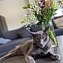 cat, close_up, couch, domestic_animal, feline, flower_bouquet, focus, gray_cat, green_eyes, home_decor, houseplant, indoor, living_room, pet, relaxed, resting, sofa, table, vase, wooden_table