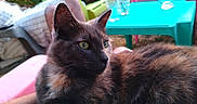 Tweet participe au concours pour gagner de l'argent avec cette photo : cat, tortoiseshell, feline, pet, animal, outdoor, green_eyes, fur, relaxing, pink_surface, table, plastic_chair, garden, patio, daylight, closeup, side_view, domestic_cat, resting, curious