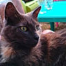cat, tortoiseshell, feline, pet, animal, outdoor, green_eyes, fur, relaxing, pink_surface, table, plastic_chair, garden, patio, daylight, closeup, side_view, domestic_cat, resting, curious