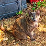 animal, cat, closeup, curious, daylight, domestic_animal, feline, fur, grass, gray_cat, green_eyes, ground, leaves, nature, outdoor, pet, plant, sitting, sunlight, wildlife
