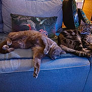 Tweet participe au concours pour gagner de l'argent avec cette photo : cat, sofa, couch, indoor, pets, relaxing, sleeping, feline, animal, home, pillow, resting, tabby, gray_cat, fur, cozy, domestic, living_room, comfort, household