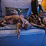 cat, sofa, couch, indoor, pets, relaxing, sleeping, feline, animal, home, pillow, resting, tabby, gray_cat, fur, cozy, domestic, living_room, comfort, household