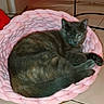 basket, cat, comfort, cozy, curled, feline, floor, home, indoor, knitted, paw, pet, pink, quiet, radiator, red, resting, sleeping, table, tile