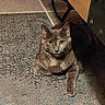 animal, carpet, cat, cozy, domestic, feline, floor, furniture, gray_cat, home, indoor, living_room, looking, mammal, pet, quiet, relaxing, resting, wooden_table, yellow_eyes