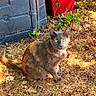 animal, cat, close_up, container, curious, daylight, domestic_animal, dry_grass, eye_contact, feline, fur, garden, greenery, nature, outdoor, pet, plant, sitting, sunlight, wildlife