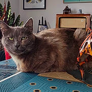 Tweet a rejoint le concours — aidez-le/la à gagner de superbes lots ! animal_figurine, black, calm, cat, decorative_sculpture, furniture, gray_cat, home_decor, indoor, lamp, living_room, orange, patterned, plant, relaxed, table, tablecloth, vintage_radio, window, woven