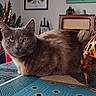 animal_figurine, black, calm, cat, decorative_sculpture, furniture, gray_cat, home_decor, indoor, lamp, living_room, orange, patterned, plant, relaxed, table, tablecloth, vintage_radio, window, woven