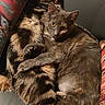 animal, cat, closeup, companion, couch, cozy, curious, cute, feline, fur, gray_cat, home, indoor, patterned_pillow, pet, pillow, relaxed, resting, sleeping, tabby_cat