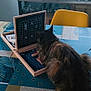 Oups a rejoint le concours — aidez-le/la à gagner de superbes lots ! cat, table, board_game, model_ship, window, yellow_chair, red_chair, indoor, curious, furniture, patterned_tablecloth, glassware, wooden_floor, pet, domestic_animal, decor, window_view, playing, cozy, home