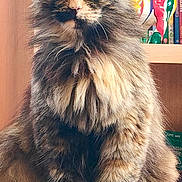 Oups a rejoint le concours — aidez-le/la à gagner de superbes lots ! cat, tortoiseshell, fluffy, feline, pet, indoor, cushion, sitting, bookshelf, books, ceramic_animal, wooden_shelf, green_pillow, closeup, portrait, eyes, whiskers, fur, domestic_cat, animal