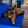 Oups participe au concours pour gagner de l'argent avec cette photo : cat, tortoiseshell_cat, lounging, blue_cushion, outdoor, wooden_deck, potted_plants, side_table, sunlight, relaxed, pet, feline, home, garden, daylight, cozy, resting, fur, animal, patio