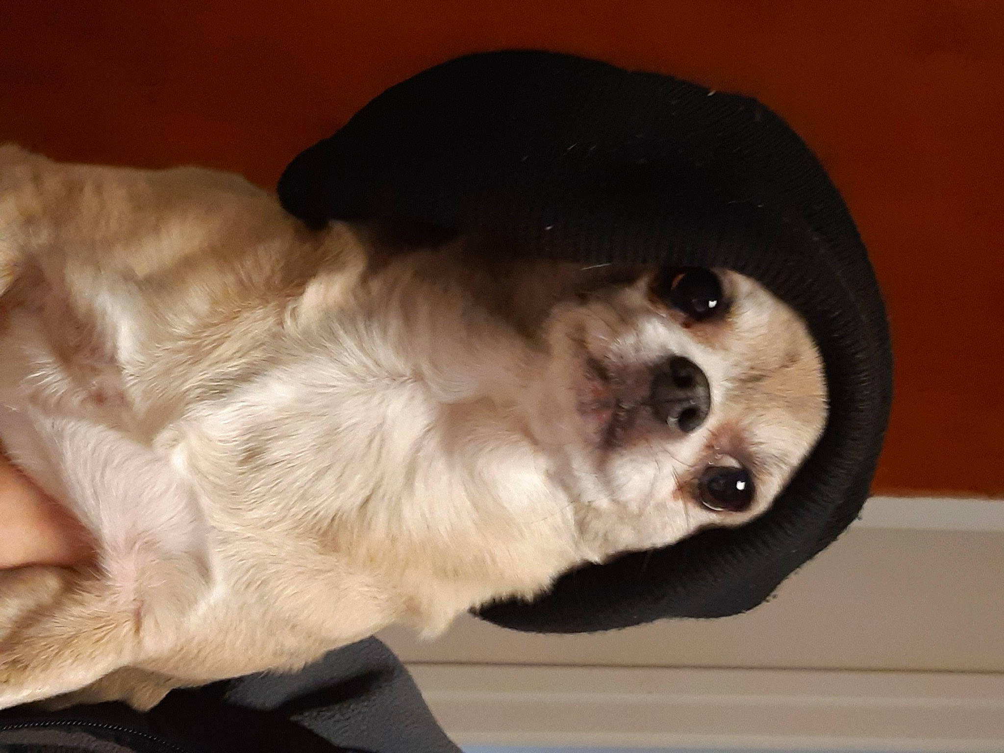 Lolita participe au concours pour gagner de l'argent avec cette photo : canidae, carnivore, cat, comfort, companion_dog, dog, dog_breed, domestic_short_haired_cat, fawn, felidae, fur, iris, paw, siamese, small_to_medium_sized_cats, snout, sporting_group, tail, whiskers, working_animal