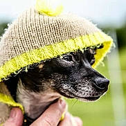 Ina a rejoint le concours — aidez-le/la à gagner de superbes lots ! dog, dog_like_mammal, mammal