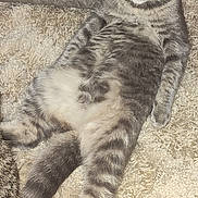 Dottie joined the competition — help win amazing prizes! cat, gray_tabby, carpet, fluffy, relaxed, indoor, feline, pet, animal, lying_down, fur, whiskers, ears, tail, mammal, cute, domestic, striped, resting, expression