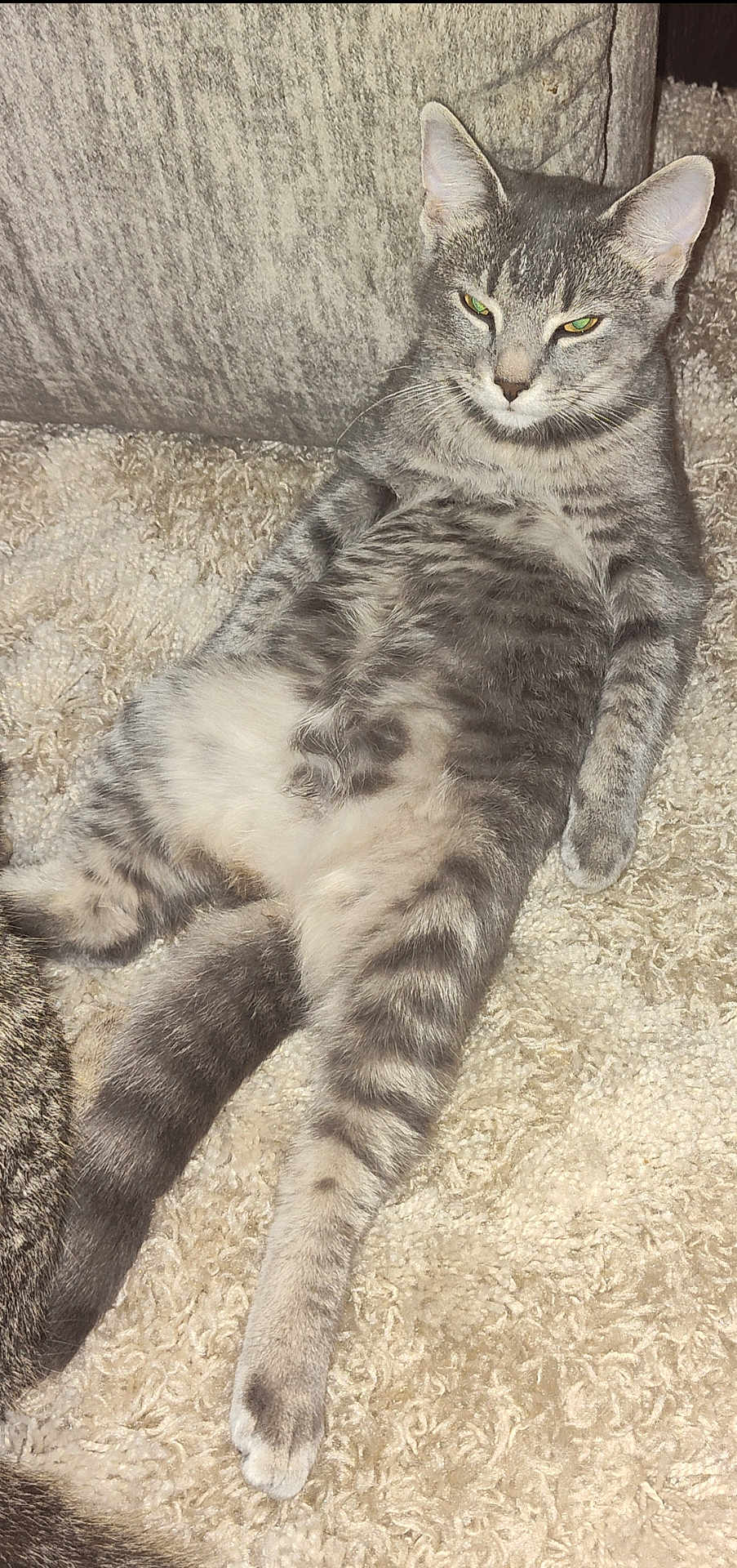 Dottie joined the competition — help win amazing prizes! cat, gray_tabby, carpet, fluffy, relaxed, indoor, feline, pet, animal, lying_down, fur, whiskers, ears, tail, mammal, cute, domestic, striped, resting, expression