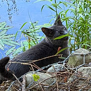Murphy is registered to the contest to win money with this photo: cat, black_cat, grass, pond, water, rocks, twigs, plants, greenery, nature, outdoor, animal, feline, wildlife, leaf, tail, quiet, serene, curious, chewing