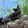 cat, black_cat, grass, pond, water, rocks, twigs, plants, greenery, nature, outdoor, animal, feline, wildlife, leaf, tail, quiet, serene, curious, chewing