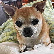 Diego is registered to the contest to win money with this photo: dog, small_dog, chihuahua, close_up, ears, eyes, face, resting, blanket, cozy, indoor, home, furniture, cute, pet, animal, fur, whiskers, paws, comfort