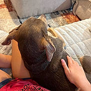 Falcon joined the competition — help win amazing prizes! dog, pet, lap, hand, person, red_shirt, couch, blanket, rug, indoor, comfort, relaxation, fur, ear, skin, home, cozy, casual, resting, human