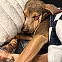 dog, sleeping, paw, blanket, cozy, resting, fur, cute, relaxed, indoor, pet, animal, snuggle, comfort, closeup, soft, bed, peaceful, napping, warm