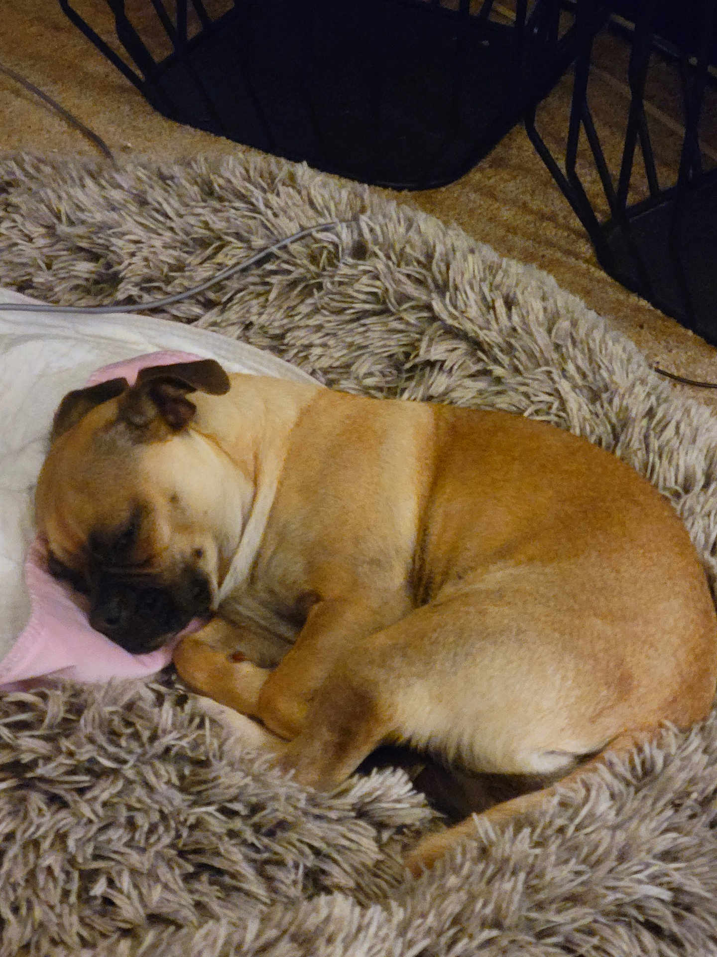 Mya joined the competition — help win amazing prizes! dog, sleeping, tan_dog, curled_up, fluffy_rug, cozy, indoor, resting, pet, fur, canine, relaxed, carpet, soft_texture, animal, cute, domestic, calm, quiet, comfortable