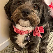 Moonie is registered to the contest to win money with this photo: dog, pet, collar, bow, indoor, carpet, black_fur, gray_fur, cute, small_dog, animal, looking_up, fluffy, domestic, companion, portrait, face, sitting, indoor_lighting, closeup