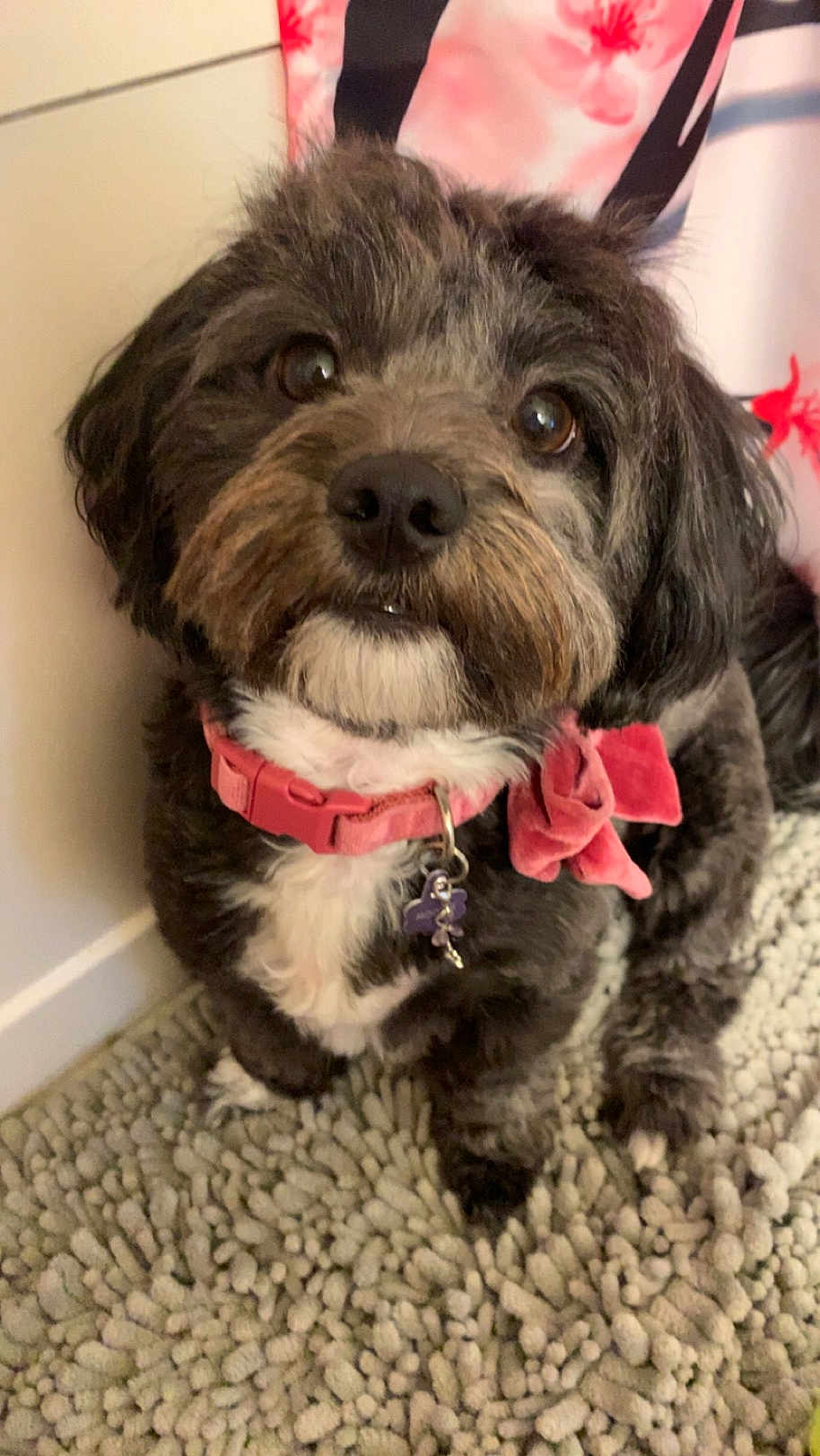 Moonie is registered to the contest to win money with this photo: dog, pet, collar, bow, indoor, carpet, black_fur, gray_fur, cute, small_dog, animal, looking_up, fluffy, domestic, companion, portrait, face, sitting, indoor_lighting, closeup