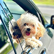 Andi is registered to the contest to win money with this photo: animal, car, car_window, closeup, companion, curly_fur, cute, dog, fur, happy, mammal, outdoor, pet, playful, reflection, sunlight, tongue_out, travel, vehicle, white_dog
