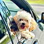 animal, car, car_window, closeup, companion, curly_fur, cute, dog, fur, happy, mammal, outdoor, pet, playful, reflection, sunlight, tongue_out, travel, vehicle, white_dog