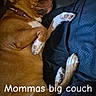 Harley joined the competition — help win amazing prizes! brown_dog, canine, casual, collar, comfort, couch, cozy, dog, domestic_animal, furniture, home, indoor, laying, lying_down, paw, pet, relaxed, resting, sleeping, text_overlay
