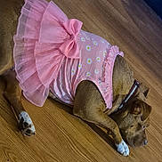Harley joined the competition — help win amazing prizes! accessory, animal, bow, brown_dog, canine, collar, costume, cute, dog, domestic, fashion, floral_pattern, indoor, lying_down, paw, pet, pink_dress, relaxed, resting, wooden_floor