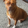 Harley is registered to the contest to win money with this photo: animal, attentive, brown_dog, calm, canine, carpet, companion, couch, dog, domestic_animal, ears, fur, furniture, indoor, living_room, looking_up, pet, pet_portrait, sitting, white_paws