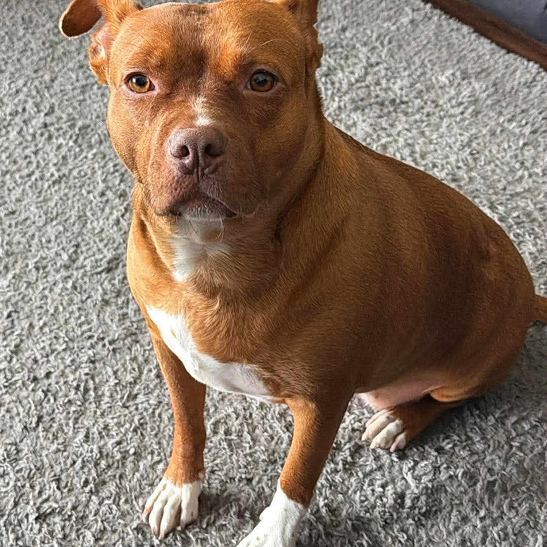 Harley