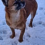 dog, snow, standing, paw_prints, fur, ears, tail, muzzle, paws, outdoor, pet, canine, animal, winter, footprints, looking_up, portrait, brown_fur, whiskers, curious