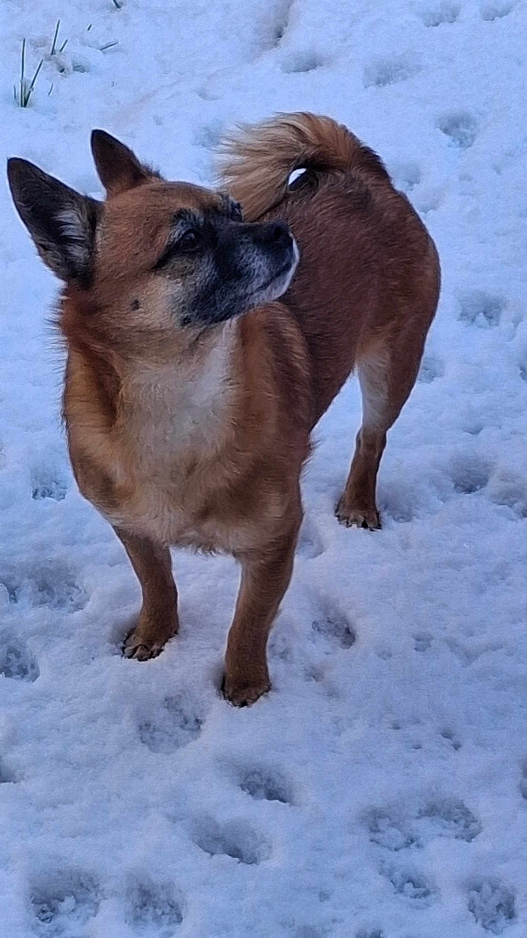 Ricky participe au concours pour gagner de l'argent avec cette photo : dog, snow, standing, paw_prints, fur, ears, tail, muzzle, paws, outdoor, pet, canine, animal, winter, footprints, looking_up, portrait, brown_fur, whiskers, curious
