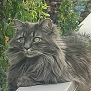 Sammy is registered to the contest to win money with this photo: cat, gray_cat, fluffy, outdoor, bench, greenery, foliage, animal, pet, fur, whiskers, eyes, nature, relaxed, resting, portrait, mammal, domestic_animal, wood, seat