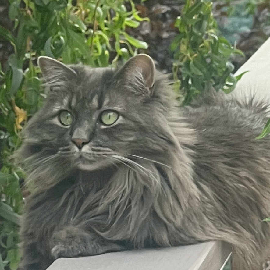 Sammy is registered to the contest to win money with this photo: animal, bench, cat, domestic_animal, eyes, fluffy, foliage, fur, gray_cat, greenery, mammal, nature, outdoor, pet, portrait, relaxed, resting, seat, whiskers, wood