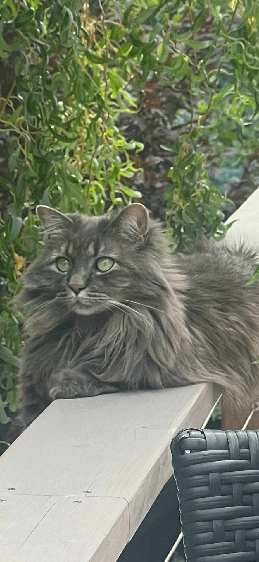 Sammy is registered to the contest to win money with this photo: cat, gray_cat, fluffy, outdoor, bench, greenery, foliage, animal, pet, fur, whiskers, eyes, nature, relaxed, resting, portrait, mammal, domestic_animal, wood, seat