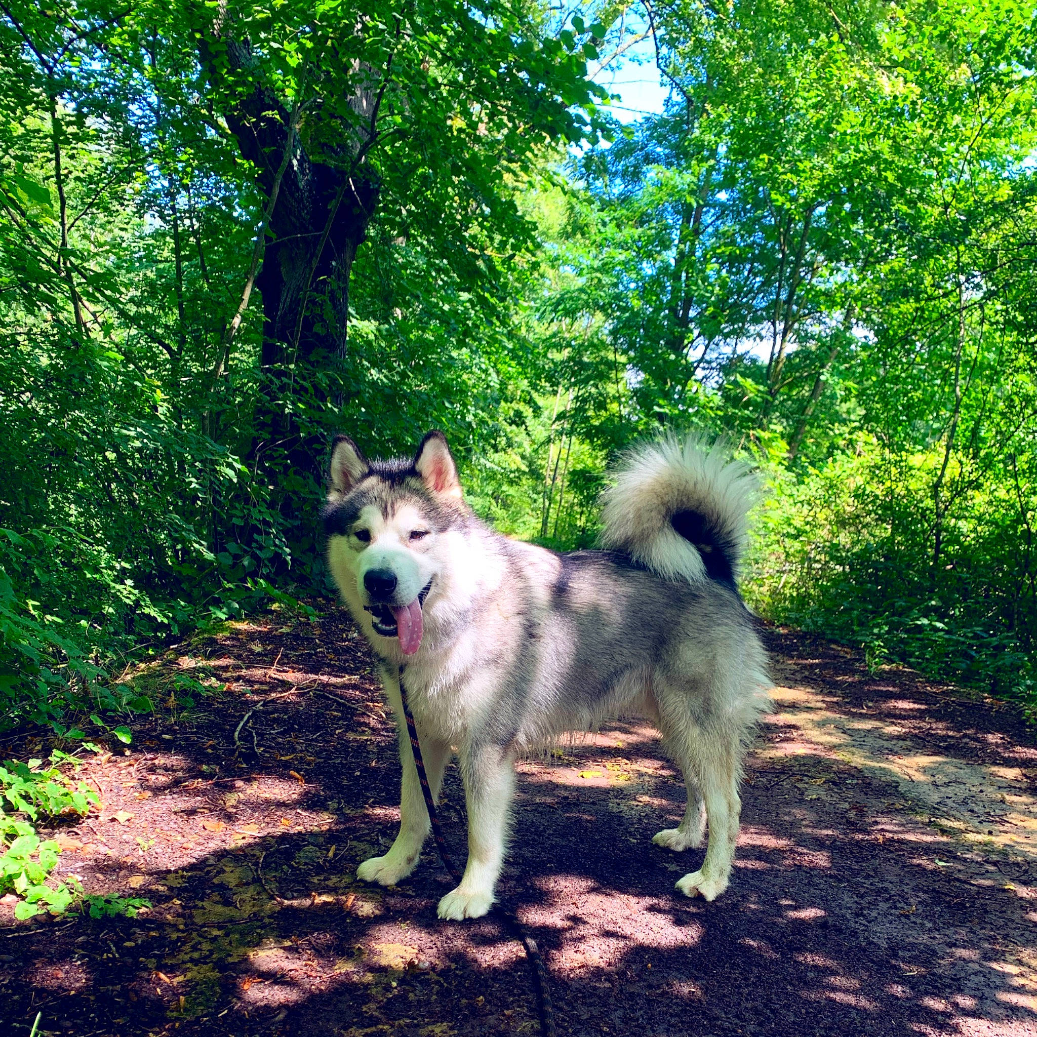 Auguste a rejoint le concours — aidez-le/la à gagner de superbes lots ! ancient_dog_breeds, canidae, canis, carnivore, companion_dog, dog, dog_breed, fawn, forest, grass, herding_dog, plant, sled_dog, sporting_group, tail, tree, wildlife, woodland, working_animal, working_dog