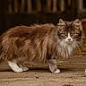Améthyste a rejoint le concours — aidez-le/la à gagner de superbes lots ! alert, amber_eyes, animal, barn, cat, close_up, curious, dusty_ground, feline, fur, long_hair, mammal, nature, outdoor, pet, rustic, standing, whiskers, white_chest, white_paws